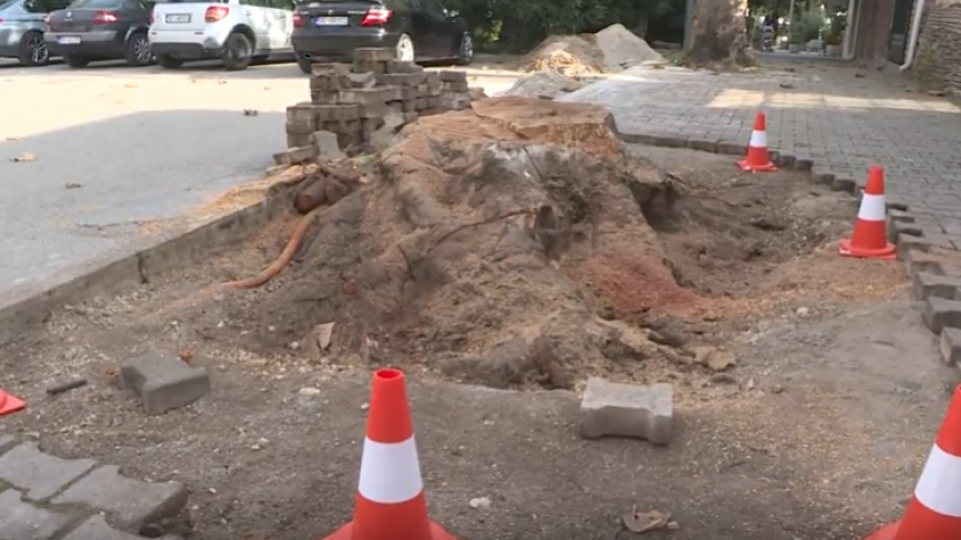 Uklonjeno stablo platana koje je ugrožavalo sigurnost porodice Ivanović | Radio Televizija Budva