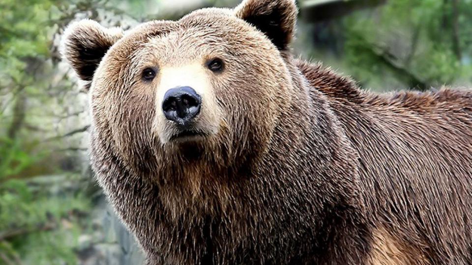 Dinarska platforma počela saradnju na zaštiti medvjeda, vukova i risova | Radio Televizija Budva