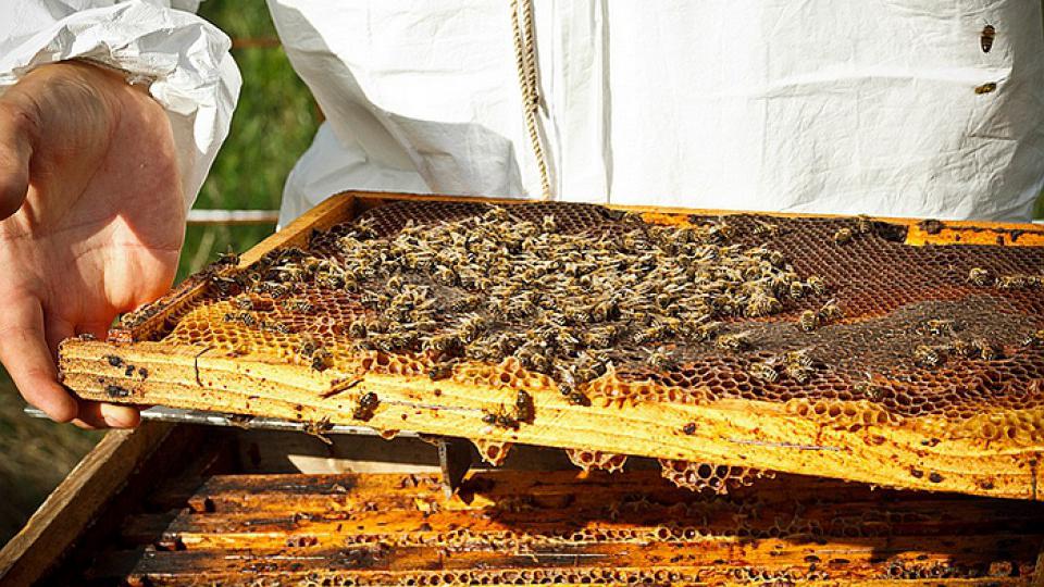 Podrška dohotku pčelarima po registrovanoj pčelinjoj zajednici | Radio Televizija Budva