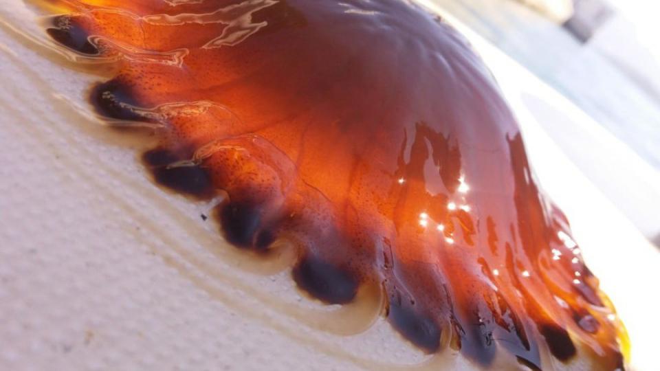 Opasna meduza u Bokokotorskom zalivu | Radio Televizija Budva