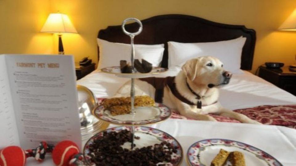 Budva dobija hotel za pse? | Radio Televizija Budva
