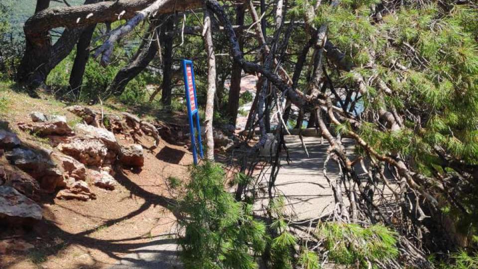 Srušena stabla zakrčila pješačku stazu od Petrovca ka Perazića Dolu | Radio Televizija Budva