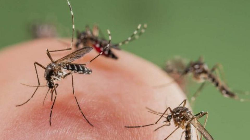 Zašto baš vas jedu komarci? | Radio Televizija Budva