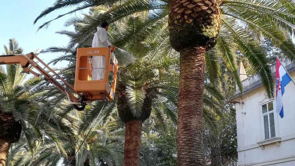 Sjutra drugo hemijsko tretiranje palmi | Radio Televizija Budva