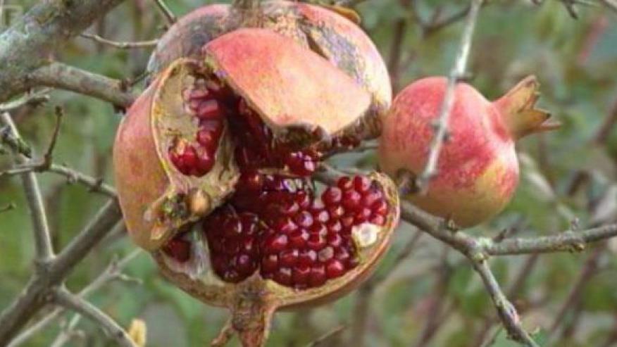 Divlji šipak: Biljka koja pomaže u borbi protiv raka, a odlična je za izradu sokova i marmelade | Radio Televizija Budva