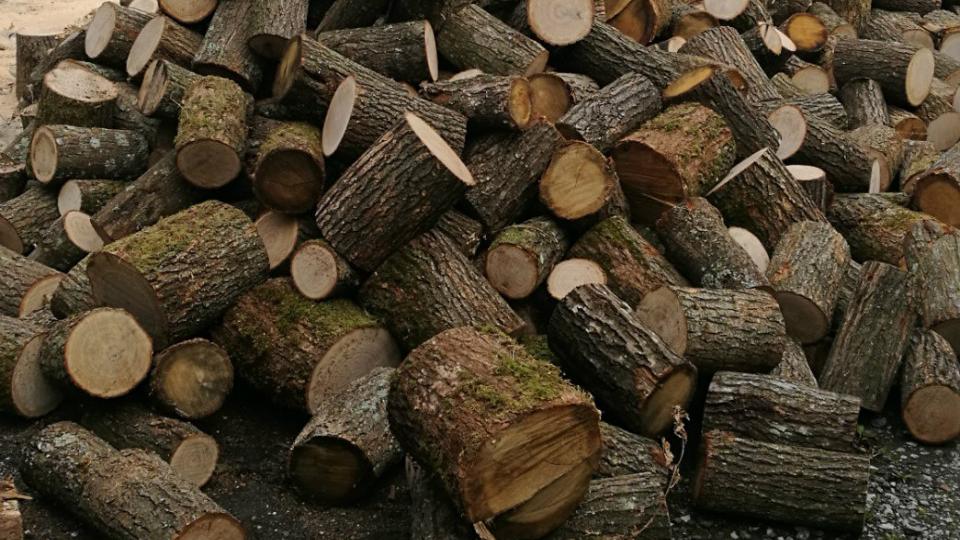 U šporetu završilo više od 800.000 kubika drveta | Radio Televizija Budva