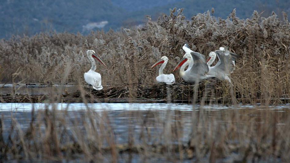 Najuspješnije gniježđenje: Na Skadarskoj jezeru čak 73 mladih pelikana | Radio Televizija Budva