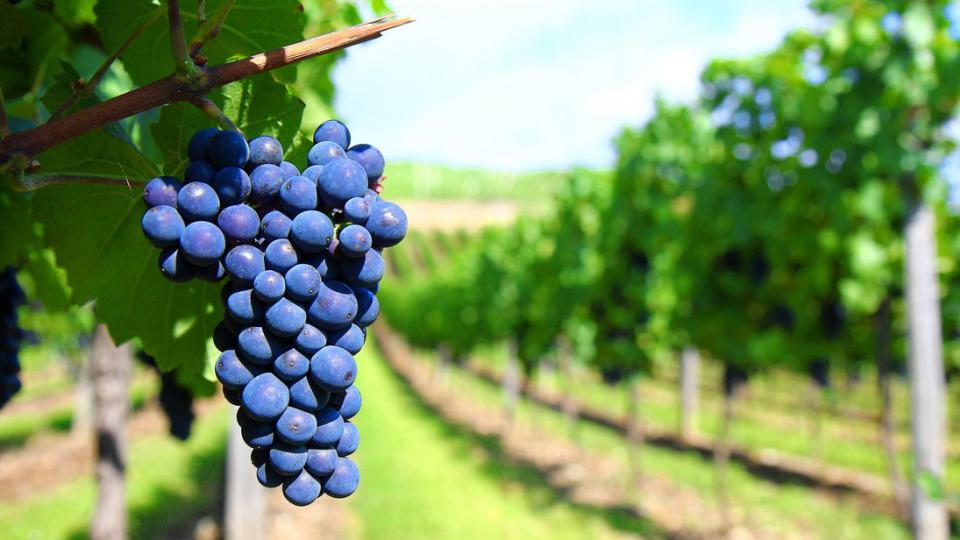 Podrška investicijama u vinogradarstvu i vinarstvu | Radio Televizija Budva