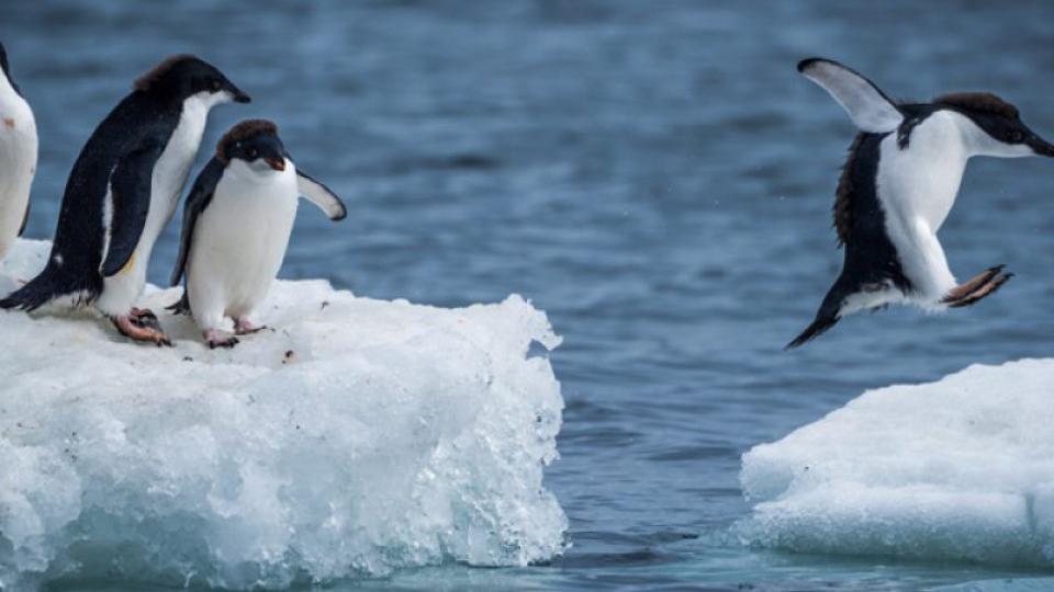 Populacija pingvina na Antarktiku opala za 77 odsto | Radio Televizija Budva