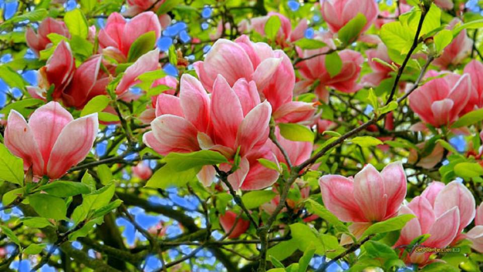 Kraljica proljeća: Evo kako da gajite magnoliju | Radio Televizija Budva