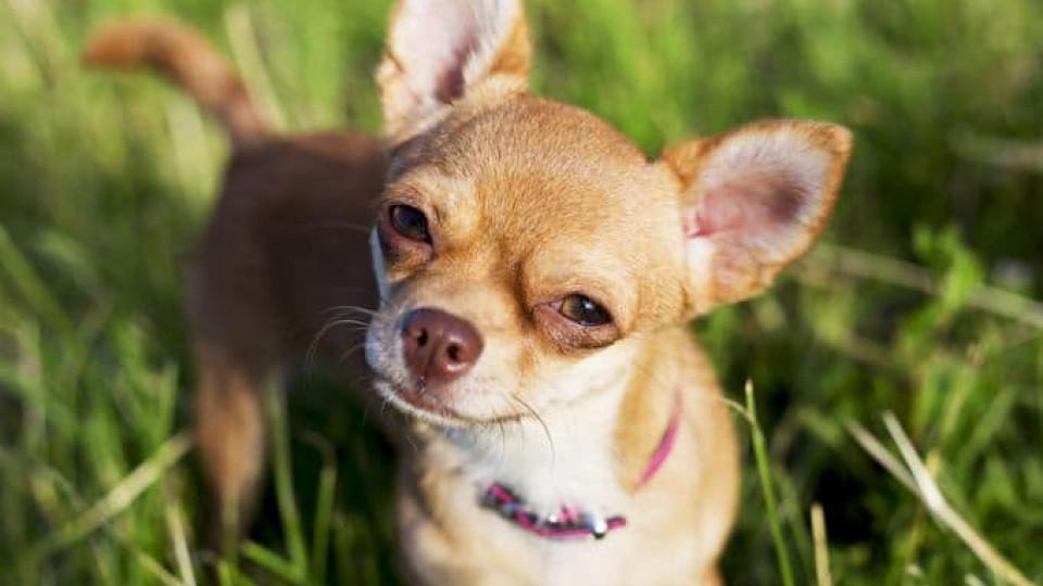 Čivava- najmanji pas na svijetu | Radio Televizija Budva
