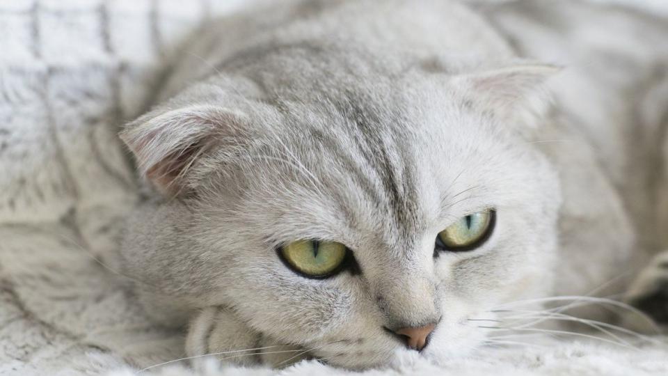 Mačke mogu da vide ono što ljudi ne primjećuju | Radio Televizija Budva