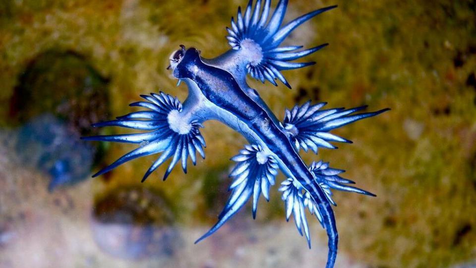 Plavi zmaj: Nije mitološko biće već jedno od najinteresantnijih stvorenja iz morskih dubina | Radio Televizija Budva