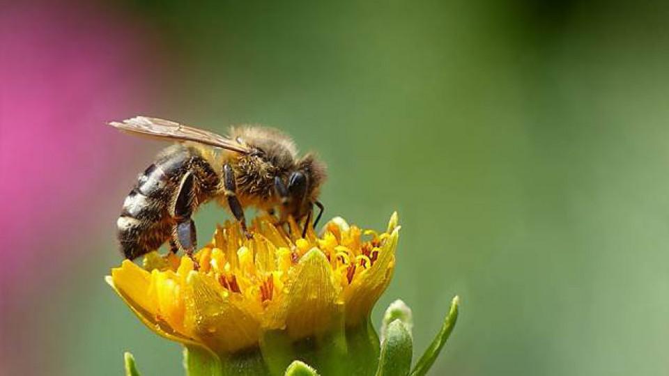 Podrška Ministarstva pčelarima u kriznoj situaciji | Radio Televizija Budva