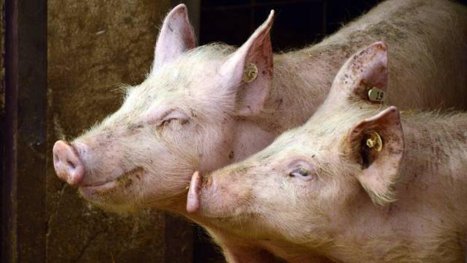 Zabranjen uvoz svinja i svinjskog mesa iz 45 država | Radio Televizija Budva