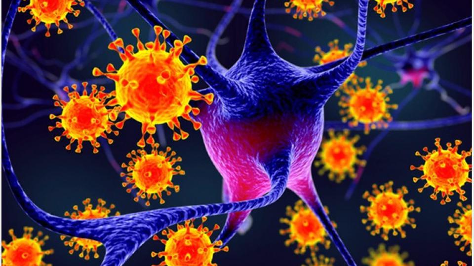 Kako virus vara naš imuni sistem? | Radio Televizija Budva