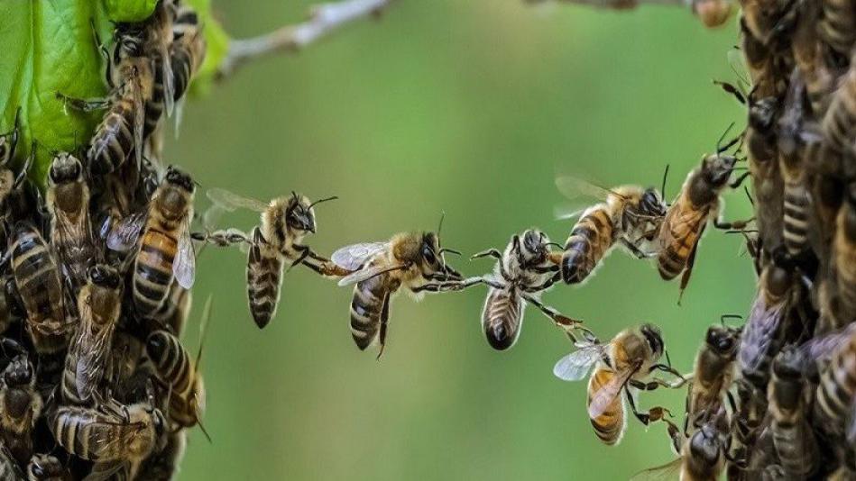 U SAD odobrena prva vakcina za pčele | Radio Televizija Budva