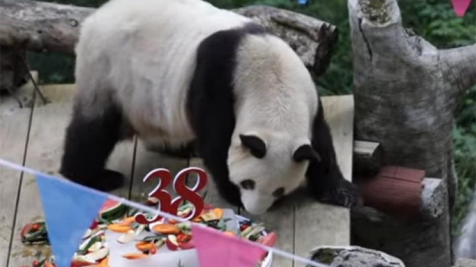 (VIDEO) Najstarija panda u ZOO vrtovima proslavila 38 rođendan | Radio Televizija Budva