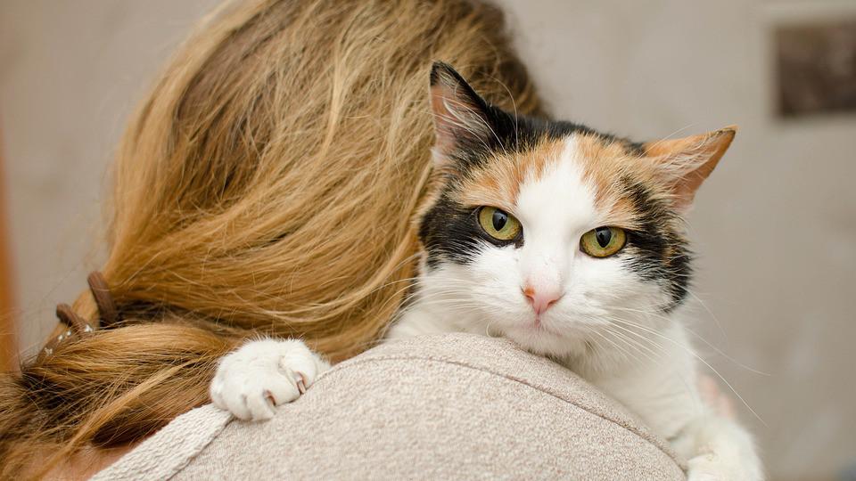 Kako nam mačke mogu pomoći u borbi sa stresom? | Radio Televizija Budva