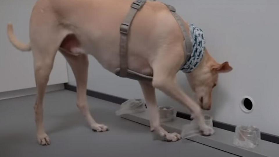 Psi koji mogu da nanjuše koronu imaju skoro iste rezultate kao PCR testovi | Radio Televizija Budva