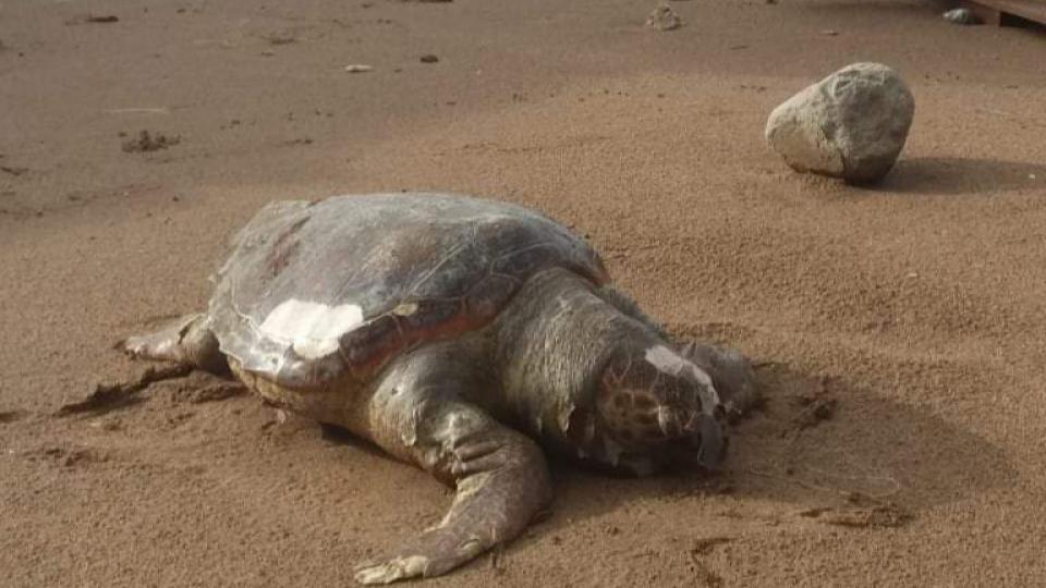 Bečići: More na obalu izbacilo kornjaču | Radio Televizija Budva