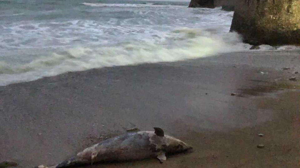 (VIDEO)  Pizana: More izbacilo delfina na obalu | Radio Televizija Budva