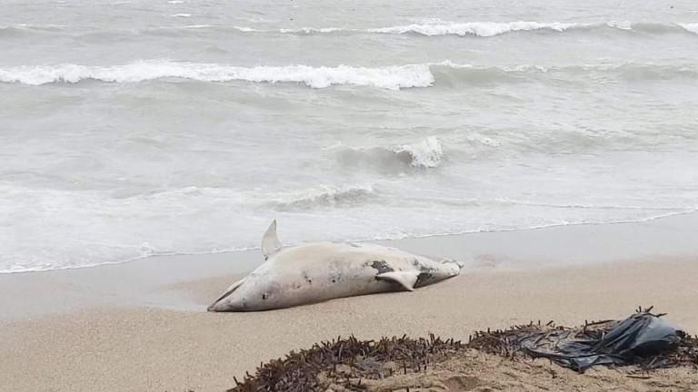More se ne smiruje: Delfini i na Slovenskoj plaži | Radio Televizija Budva