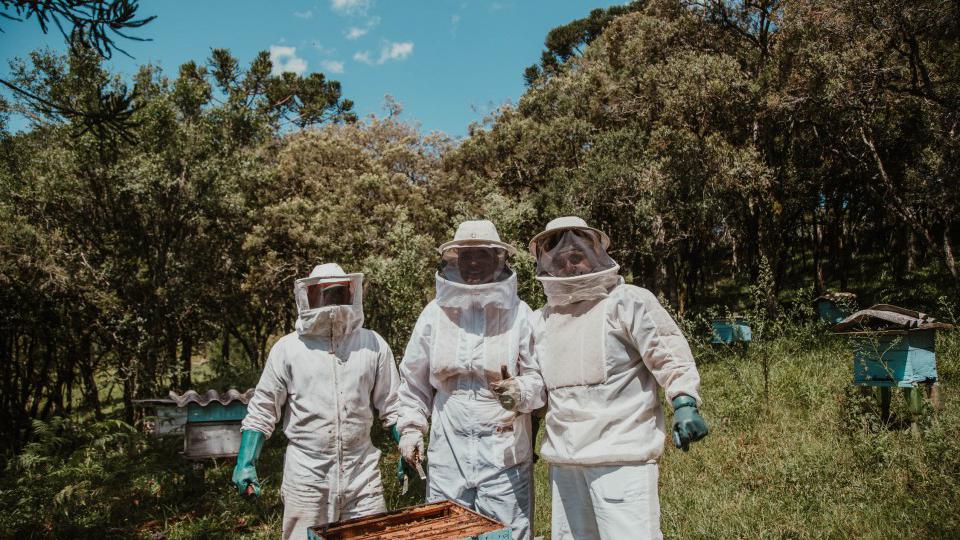 Podsticaće proizvodnju u pčelarstvu | Radio Televizija Budva