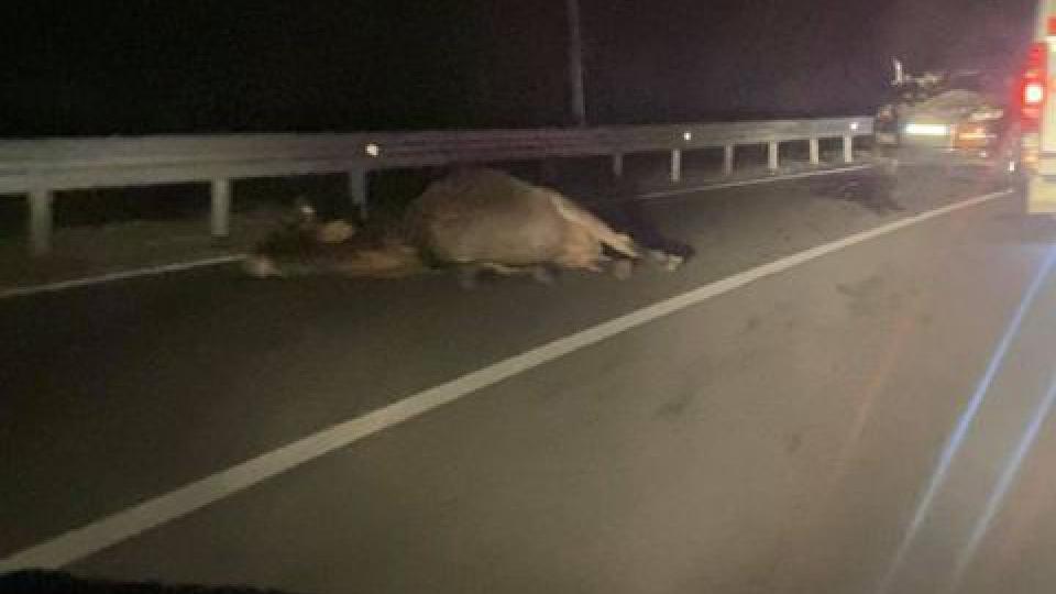 Čitaoci šalju: Na magistralnom putu sinoć ležalo uginulo goveče | Radio Televizija Budva