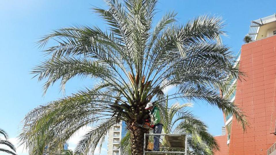 Izvršen tretman palmi na području Budve | Radio Televizija Budva