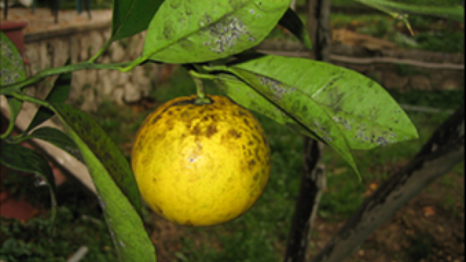 Leptirasta vaš uništava stabla citrusa i vinove loze | Radio Televizija Budva
