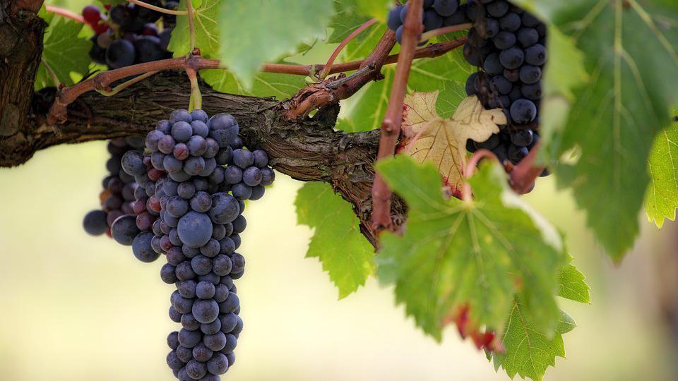 Malim vinarijama trebaće neuporedivo veća pomoć | Radio Televizija Budva