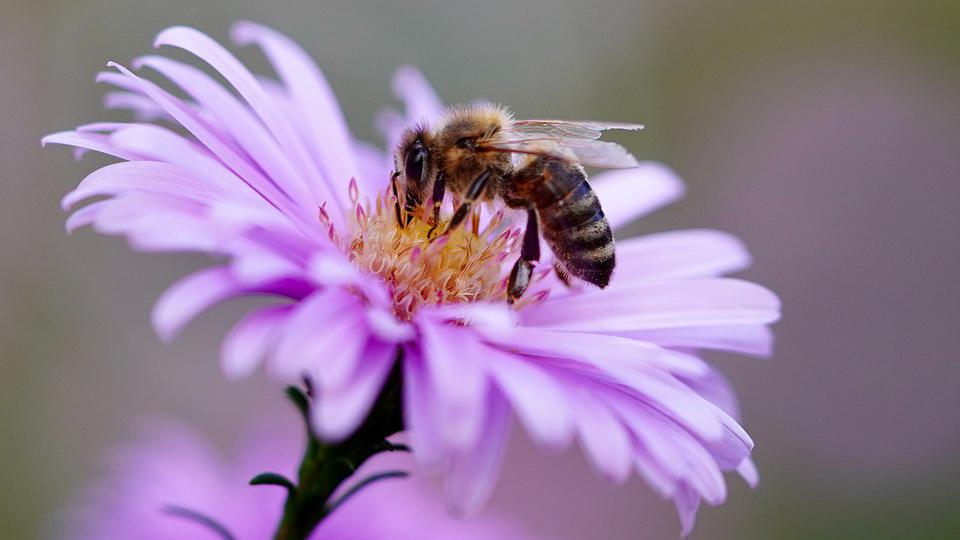 Predavanje o pčelarstvu za budvanske srednjoškolce | Radio Televizija Budva