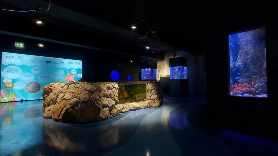Prvi akvarijum u Crnoj Gori otvorio vrata posjetiocima | Radio Televizija Budva