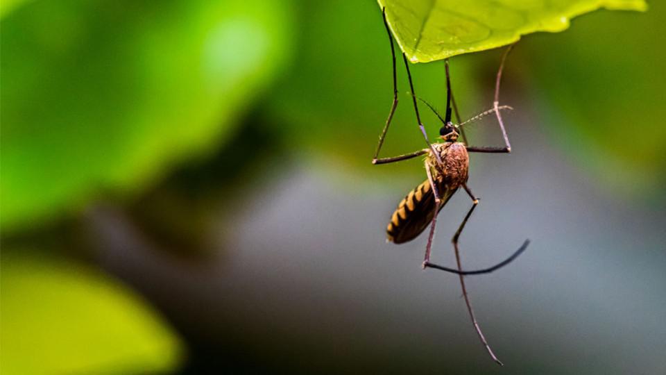 Počelo zaprašivanje komaraca | Radio Televizija Budva