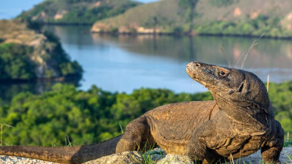 Ostrvo zmajeva: Komodo, skriveni raj nedirnute prirode | Radio Televizija Budva