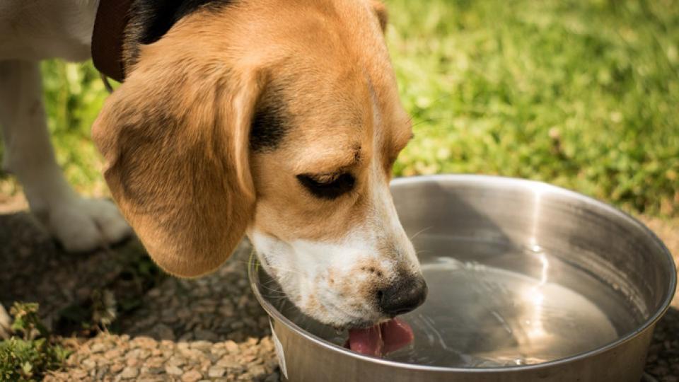 Činije sa vodom za pse i mačke lutalice: Pomoć malim prijateljima | Radio Televizija Budva