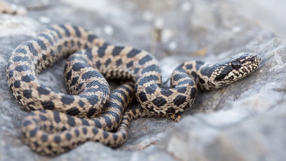 U CG živi 15 vrsta zmija, samo tri otrovnice | Radio Televizija Budva