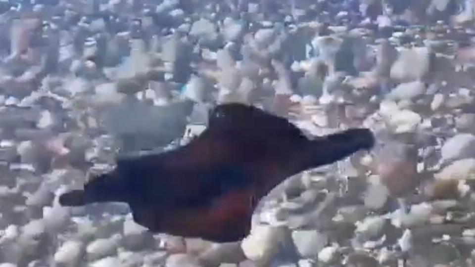(VIDEO) Morski zekan snimljen u Bečićima | Radio Televizija Budva