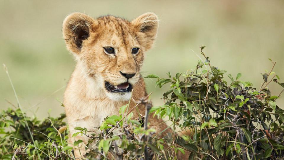 Drugi dan potrage za lavom: Postavljene zamke, stiglo pojačanje iz Prištine | Radio Televizija Budva