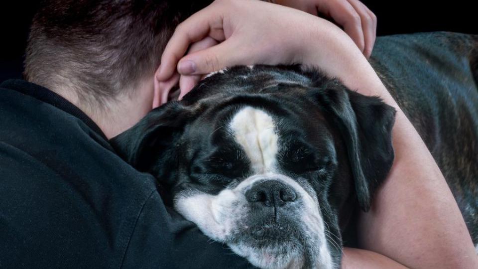 Druženje sa psima ublažava osjećaj bola | Radio Televizija Budva