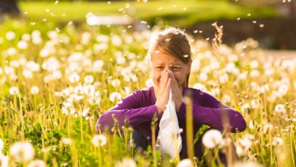 Sezona polena počinje ranije zbog klimatskih promjena | Radio Televizija Budva