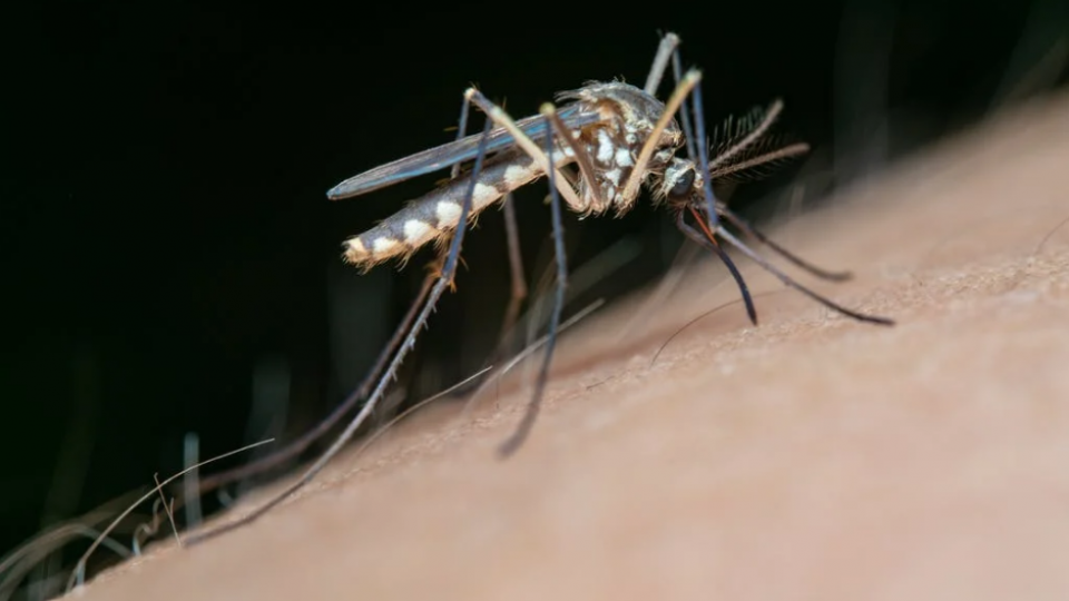 Tretiranje komaraca danas u više naselja | Radio Televizija Budva