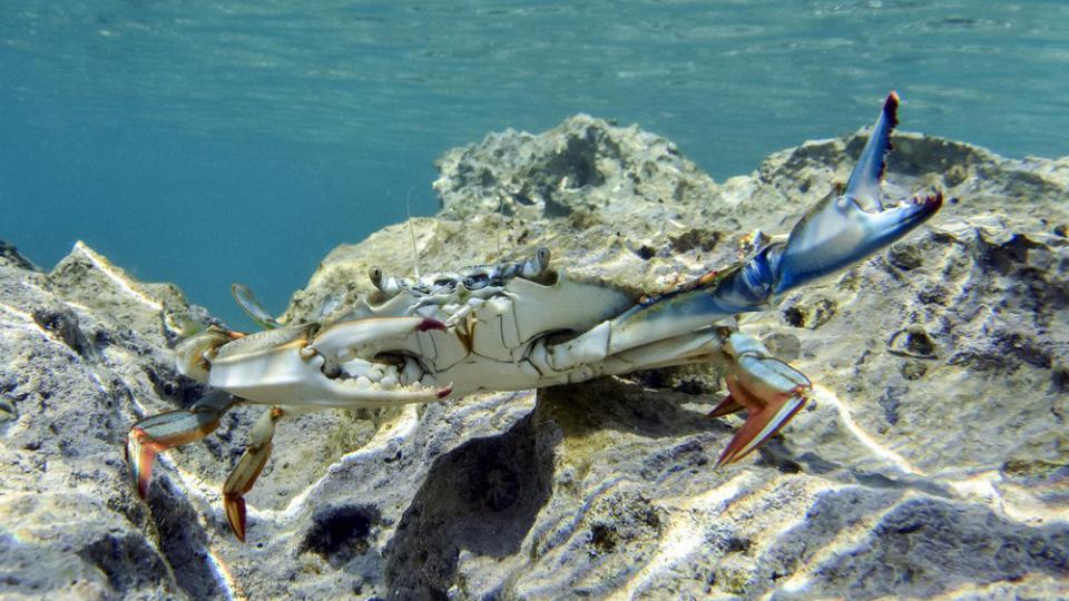 Plavi rak među 100 najgorih invazivnih vrsta u Mediteranu | Radio Televizija Budva