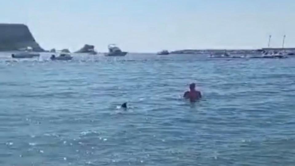 (VIDEO) Čitaoci šalju: Delfin oduševio kupače u Budvi | Radio Televizija Budva
