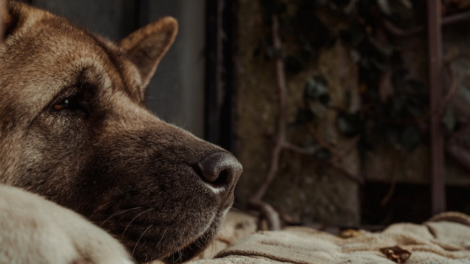 Iz azila na Paštrovskoj gori mjesečno se udome tri do četiri psa | Radio Televizija Budva