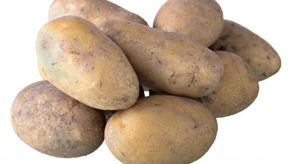 Krompir koji pozeleni može biti otrovan | Radio Televizija Budva