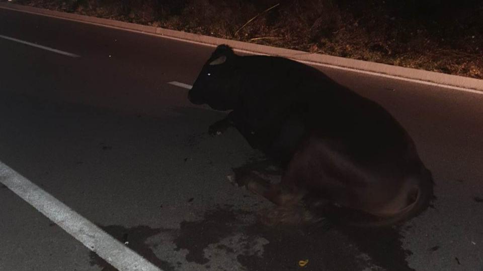 (VIDEO) Putničko vozilo udarilo u bika | Radio Televizija Budva