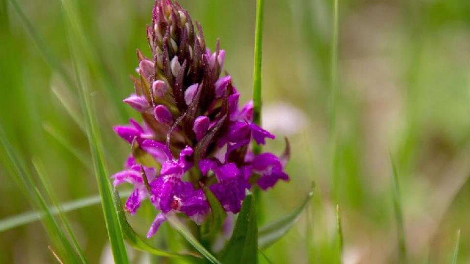 Otkrivena nova vrsta orhideje, cvjetovi liče na staklo | Radio Televizija Budva