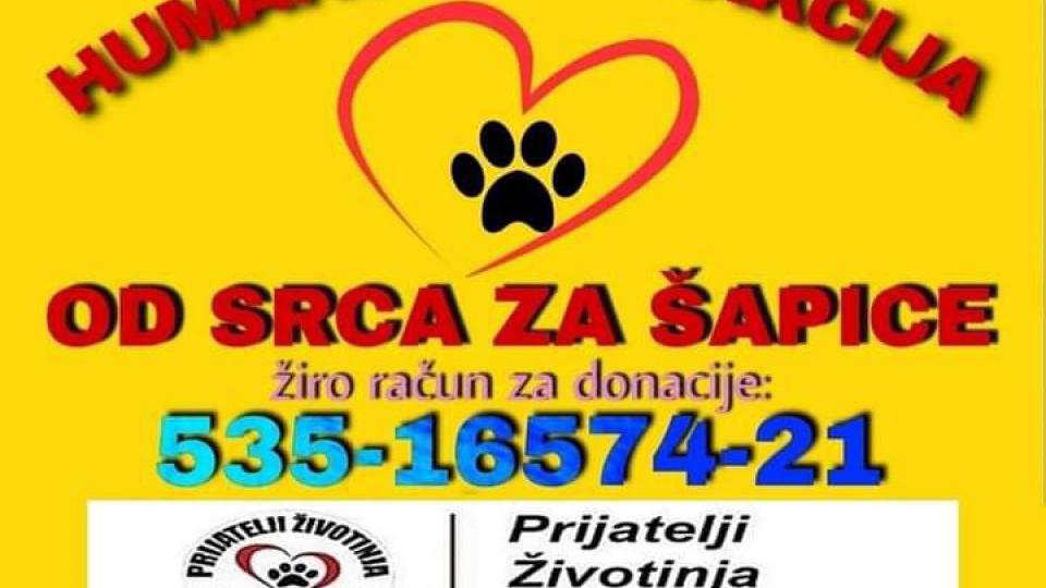 NVO „Prijatelji životinja” započinju humanitarnu akciju „Od srca za šapice” | Radio Televizija Budva